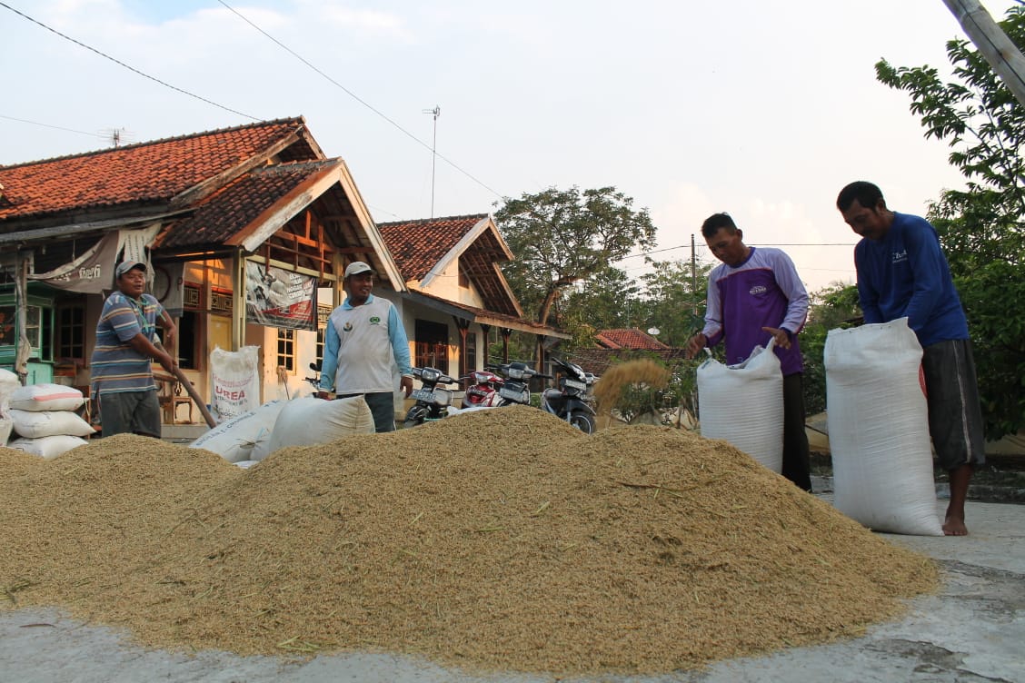 Harga Gabah Menggila, Pecah Rekor Lagi, Kini Tembus Rp8000 Perkilo