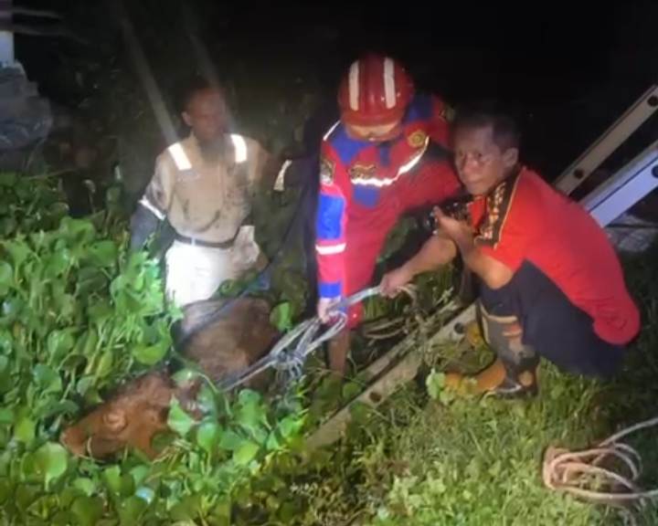 Dini Hari Damkar Evakuasi Sapi Terperosok di Sungai Prawira