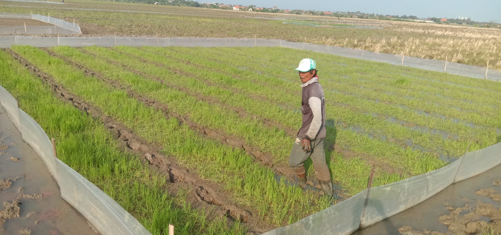 Si Monyong Rusak Persemaian Padi, Inbar Darurat Hama Tikus