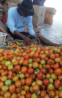 Harga Tomat Anjlok di Pasar Induk Sayuran Patrol