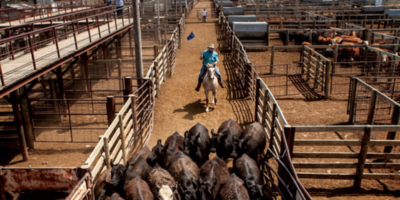 Di Kansas, Ribuan Hewan Ternak Mati Karena Stres Suhu Panas