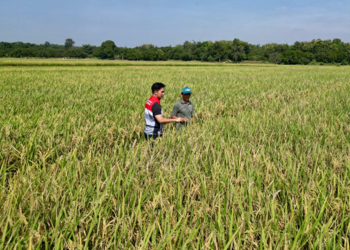 Pertamina EP Turun ke Sawah untuk Dukung Peningkatan Hasil Panen