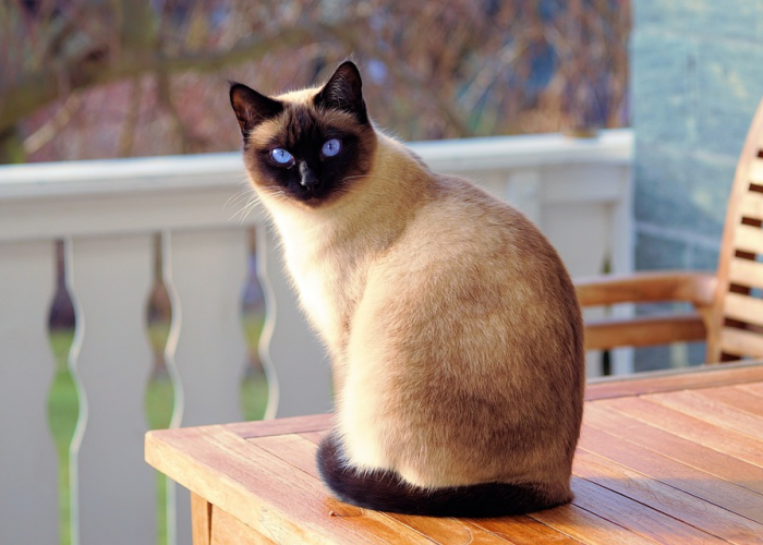 Makanan Kucing Homemade Murah Ini Bisa Kamu Buat Sendiri Di Rumah! Simak Cara Membuatnya Disini