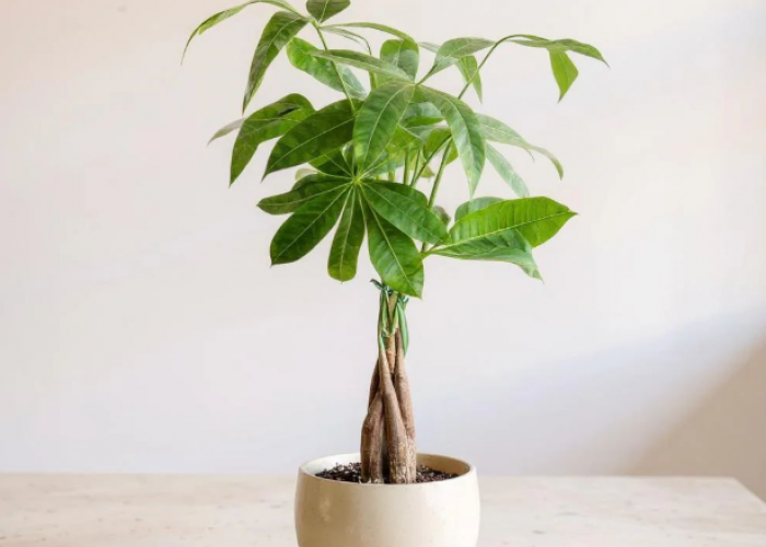 Sambut Tahun Baru 2026! Ini Tanaman Pembawa Hoki yang Wajib Ada di Rumah