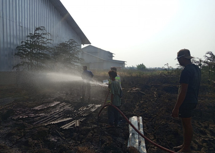 Diduga Puntung Rokok, Lahan Penuh Ilalang Kering di Losarang Indramayu Terbakar