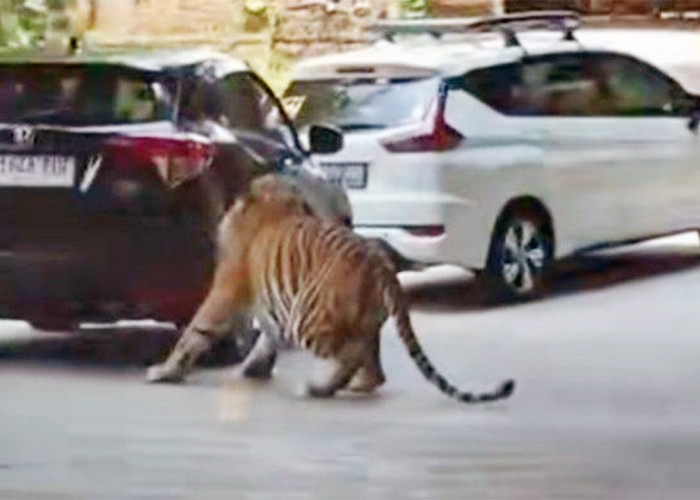 Viral Harimau Gigit Ban Mobil di Taman Safari, Langsung Sobek dan Meledak, Penumpang Dipastikan Aman