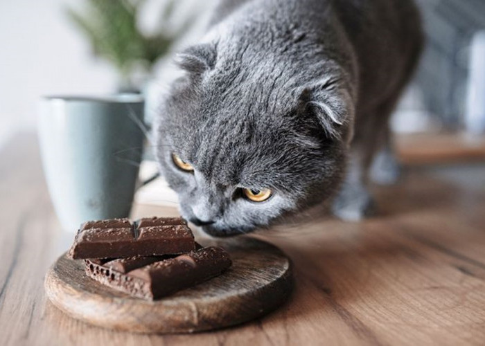 Awas Jangan Sering Diberikan! Ini 10 Makanan yang Dapat Mengancam Kesehatan Kucing Kesayangan Anda