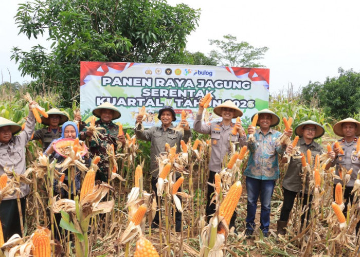 Jaga Swasembada Pangan Nasional, Polres Indramayu Panen Jagung di Mekarwaru