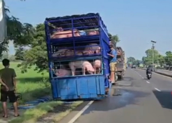 Aktivitas Memandikan Babi di Pinggir Jalan Pantura Bikin Resah Warga: Ribuan Sawah Terkontaminasi Najis! 