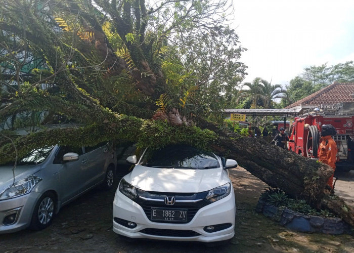 Pohon Klengkeng Tumbang Menimpa Tiga Mobil di Halaman Puskesmas Luragung