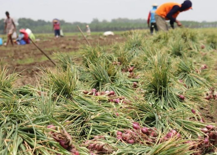 Panen Raya Bawang Merah, Pasokan Melimpah, Harga Anjlok