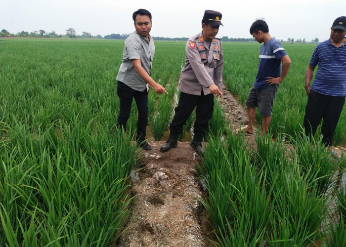 NAAS! Dua Petani Tewas Kesetrum Jebakan Tikus