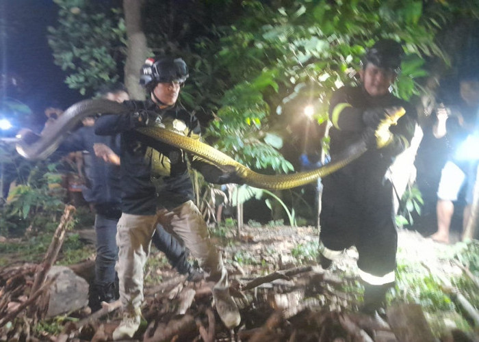 Petugas Damkar Tangkap Seekor ULar Lanang Panjang 4 Meter di Cidahu