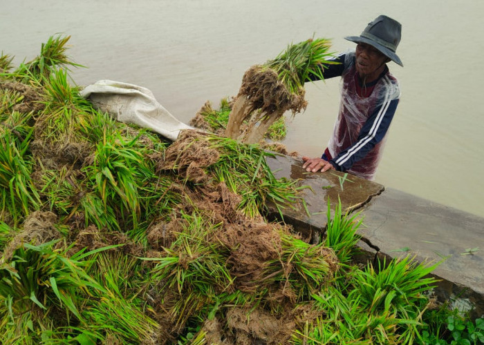 Sudah 3 Hari Padi yang Baru Tanam Terendam Banjir, Petani Terancam Gagal Panen