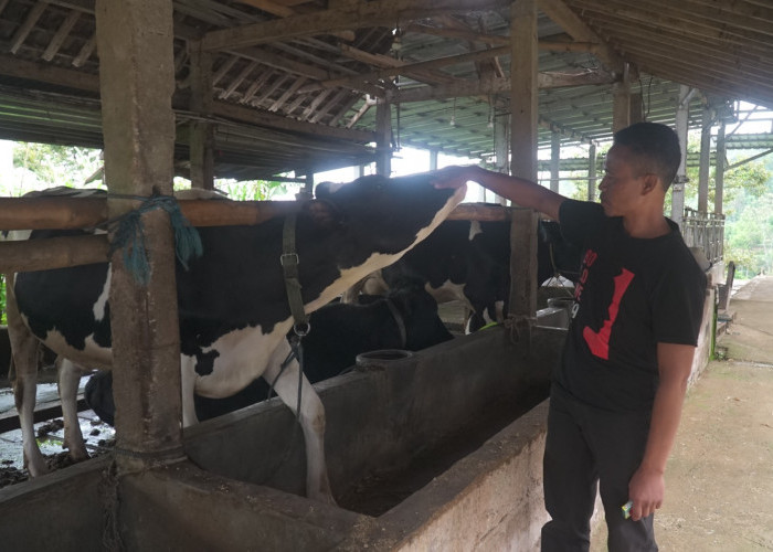 Pembiayaan dan Transaksi dari BRI, Klaster Susu di Ponorogo Berhasil Tingkatkan Kapasitas Produksi