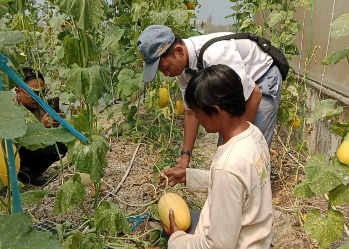 Wisata Petik Melon Berikan Pengalaman Panen Langsung dari Kebun
