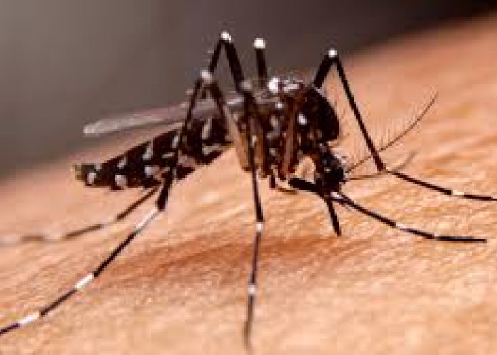 Kemenkes Targetkan Penyebaran Nyamuk Wolbachia Upaya Menurunkan Kasus DBD