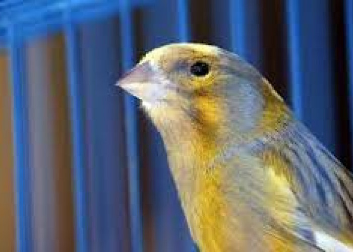 Aksi Maling Terekam Kamera Ponsel, Polisi Masih Buru Pelaku