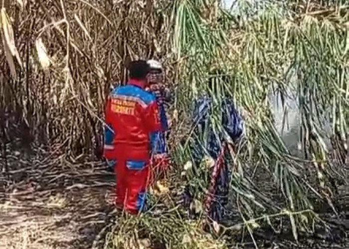 Damkar Indramayu Padamkan Kebakaran Lahan Ilalang di Sindang, Warga Diimbau Tidak Bakar Sampah Sembarangan