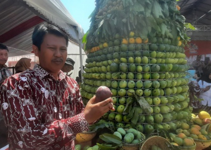 Selain Jadi Lumbung Padi Nasional, Indramayu Juga Penghasil Produsen Mangga Terbesar Ketiga Tingkat Nasional