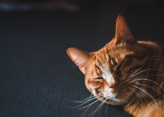 Kucing Peliharaan Makan Nasi? Jangan Panik! Ini Dampak Yang Ditimbulkan Dari Kucing Makan Nasi, Simak Infonya