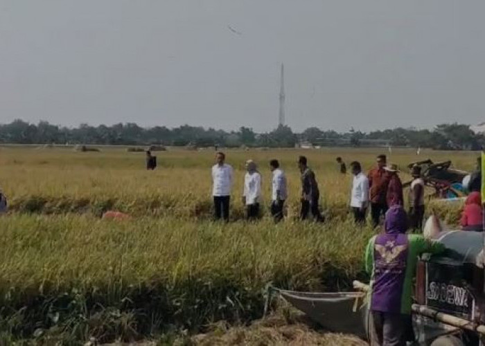 Tiba di Lokasi, Bupati Nina Dampingi Presiden Jokowi Langsung Turun ke Sawah Lihat Petani Panen Padi