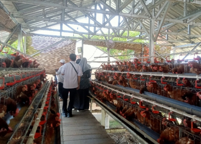 DKPP Indramayu Optimistis Mampu Tingkatkan Populasi Ayam Petelur dan Produksi Telur Ayam