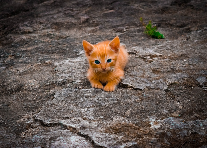 Mengapa Banyak Anak Kucing Mati Saat Musim Hujan? 2 Faktor Kematian Anak Kucing Ini Jawabannya!