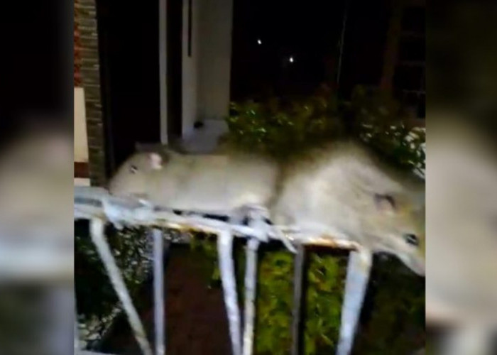 VIRAL! Ratusan Tikus Permukiman Warga di Karawang, Muncul 2 Hari Berturut-turut, Ada Fenomena Apa?