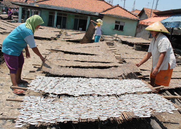 Krisis Garam, Kesulitan Jemur, Home Industri Pengolahan Ikan Terancam Gulung Tikar