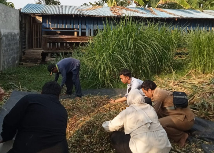 Kelompok Ternak Muncul Jaya Dilatih Membuat Pakan Silase