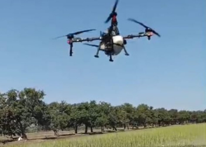 Keren, Petani di Kongsijaya Gunakan Drone Sprayer Untuk Budidaya Padi