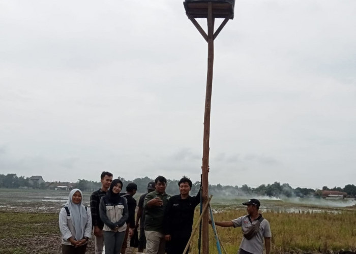 Atasi Serangan Hama Tikus, Poktan Carik Pasang Rubuha 