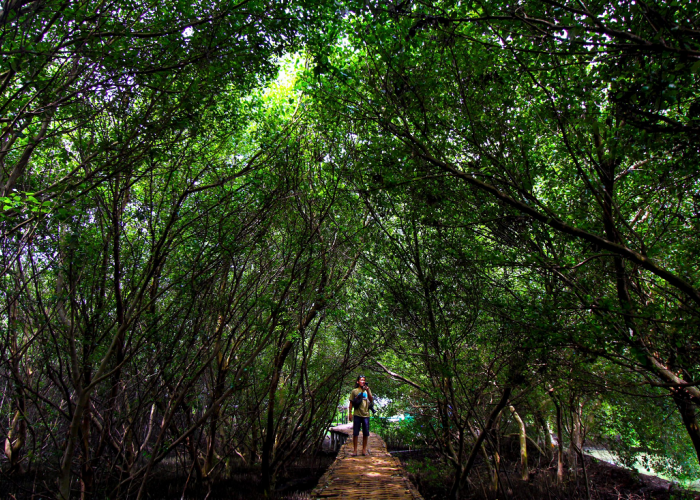 Hutan Mangrove Karangsong, Destinasi Edukasi Untuk Kamu Berlibur Di Akhir Tahun, Berikut Deskripsinya!