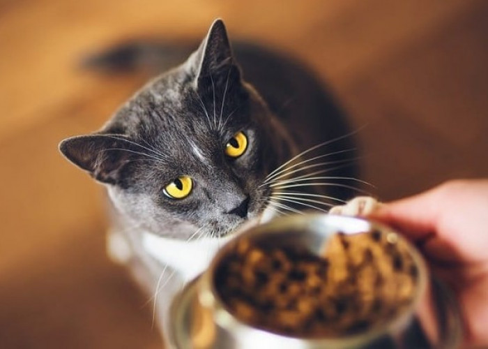 Kenapa Kucing Selalu Lapar dan Meminta Makan Terus? Simak 4 penjelasannya disini!