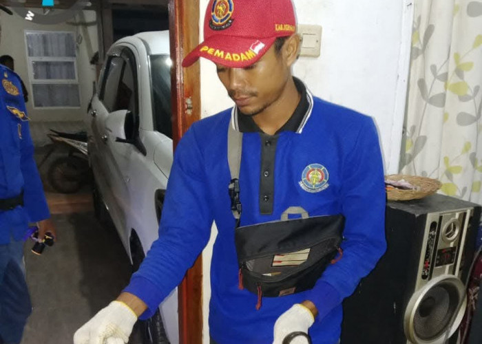 NGERI! Dini Hari Ada Ular Kobra di Rumah Warga, Langsung Dievakuasi Damkar