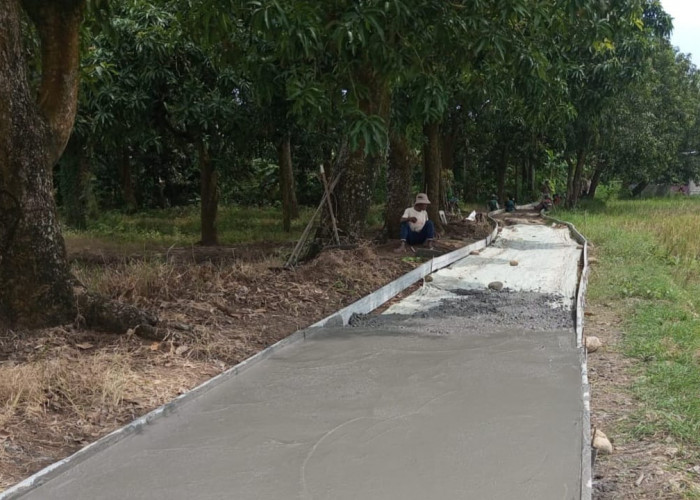 Dukung Target Produksi Padi 1,7 Juta Ton, Pemdes Tenajar Lor Bangun JUT Sepanjang 137 Meter