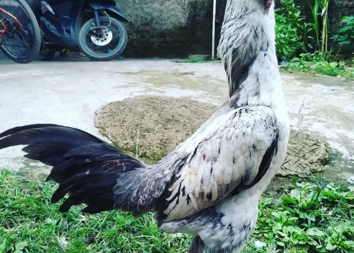 Mengenal Ayam Bulbi, Ayam Petarung Unggulan dari Thailand