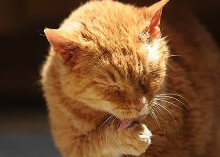 Rambut Anabul Tiba-tiba Rontok? Berikut 5 Alasan Kenapa Rambut Kucing Tiba-tiba Rontok, yang Wajib Diketahui!