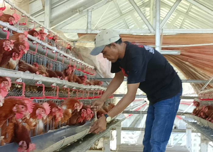Inspiratif, Kuwu Carnita Budidaya Ayam Petelur Perhari Bisa Untung Rp 300 Ribu