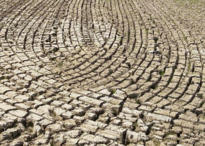 Lahan Subur di Kandanghaur Tak Bisa Lagi Ditandur 