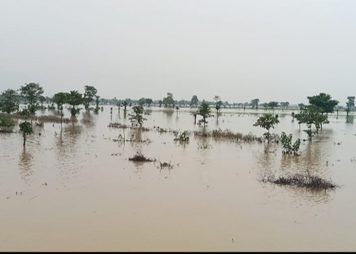 40 Hektare Areal Sawah di Desa Panyingkiran Terendam Banjir, Akibat Sungai Cibuaya Meluap