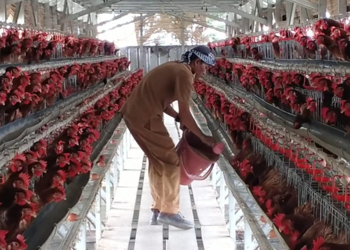 Dari Ternak Ayam Petelur, Carnita Bisa Raup Jutaan Rupiah per Hari