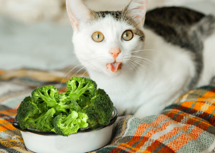 Tidak Bikin Anabul Keracunan, 7 Macam Sayuran Sehat untuk Kucing, Cocok Dibikin Jadi Makanan Kucing Homemade