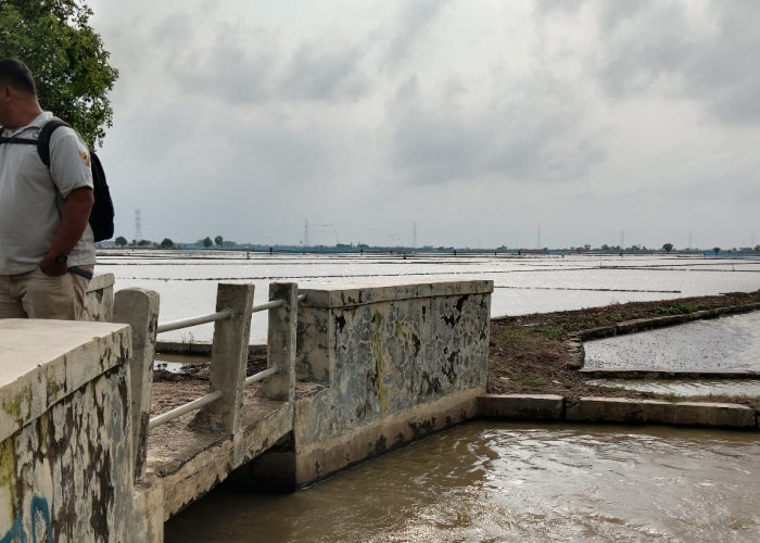 Sering Kebanjiran, Petani di Bangodua Minta Saluran Pembuangan Buk Semuruk Dinormalisasi