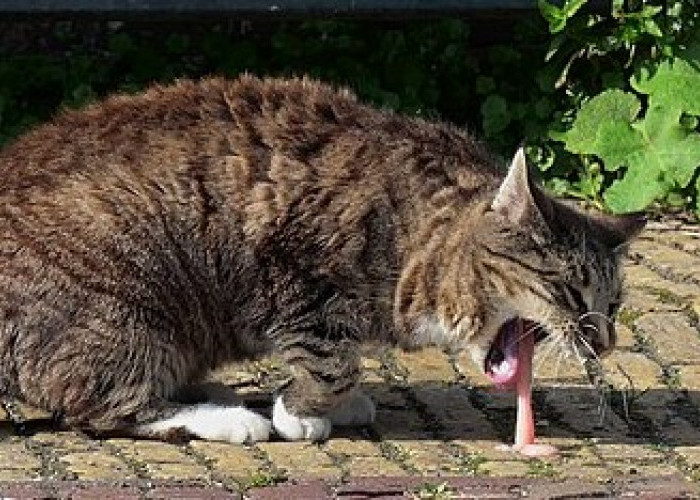 Anabul Sering Muntah Abis Makan? Berikut 5 Penyebab Kucing Muntah yang Jarang Disadari Pemilik Kucing!