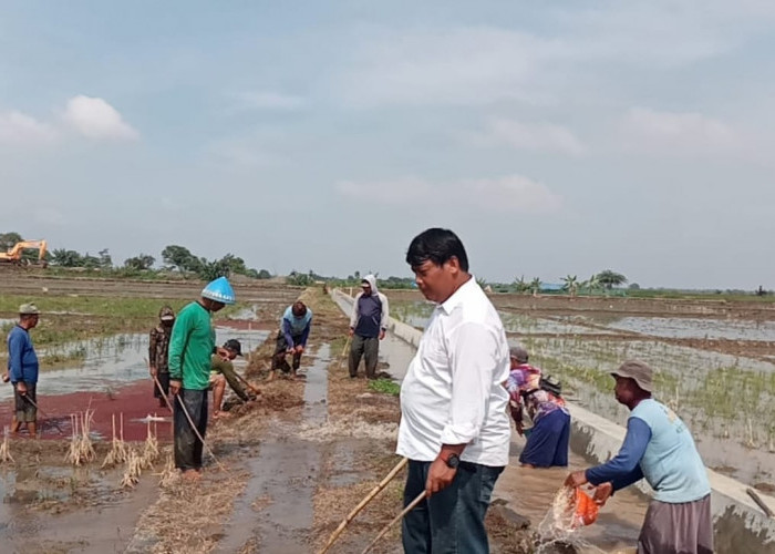 Masuki Musim Tanam Petani di Kecamatan Bangodua Bersih Saluran Irigasi