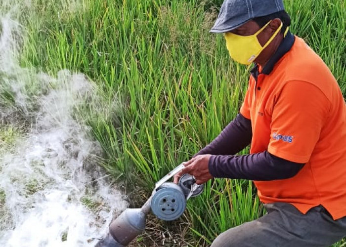 Basmi Tikus, Petani Butuh Bantuan Alpostik