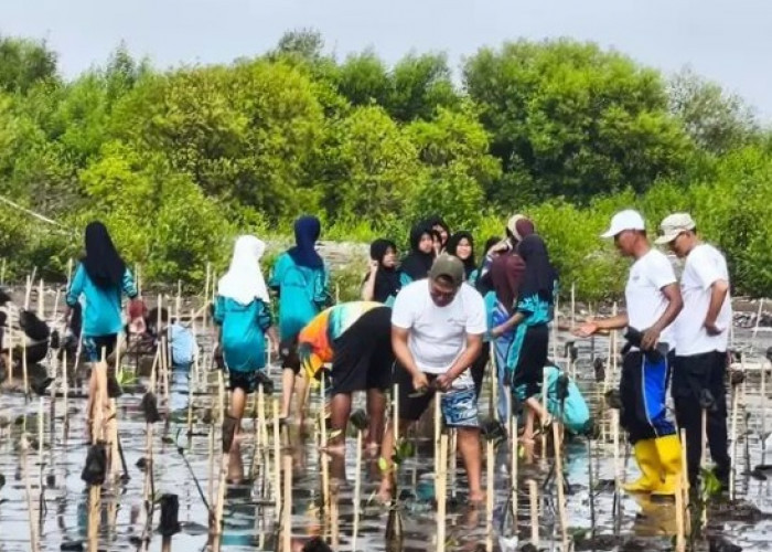 Cegah Abrasi, Belasan Ribu Bibit Mangrove di Pesisir Indramayu