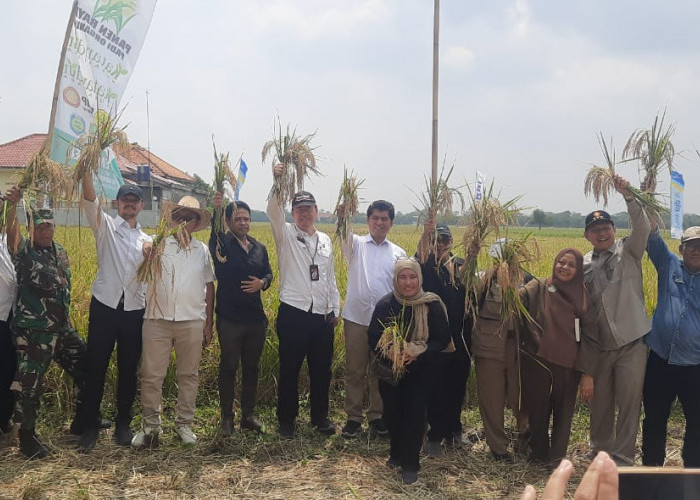 Panen Raya Padi Organik di Indramayu, BSIP Jawa Barat Targetkan Dalam 5 Tahun bisa Swasembada Pangan